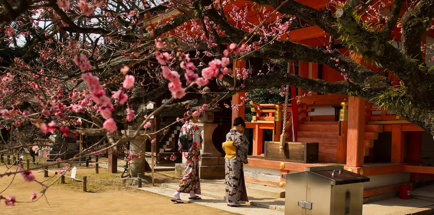 Plum blossoms at Kitano Tenmangu Shrine in Kyoto, with women in kimono praying at a Shinto altar